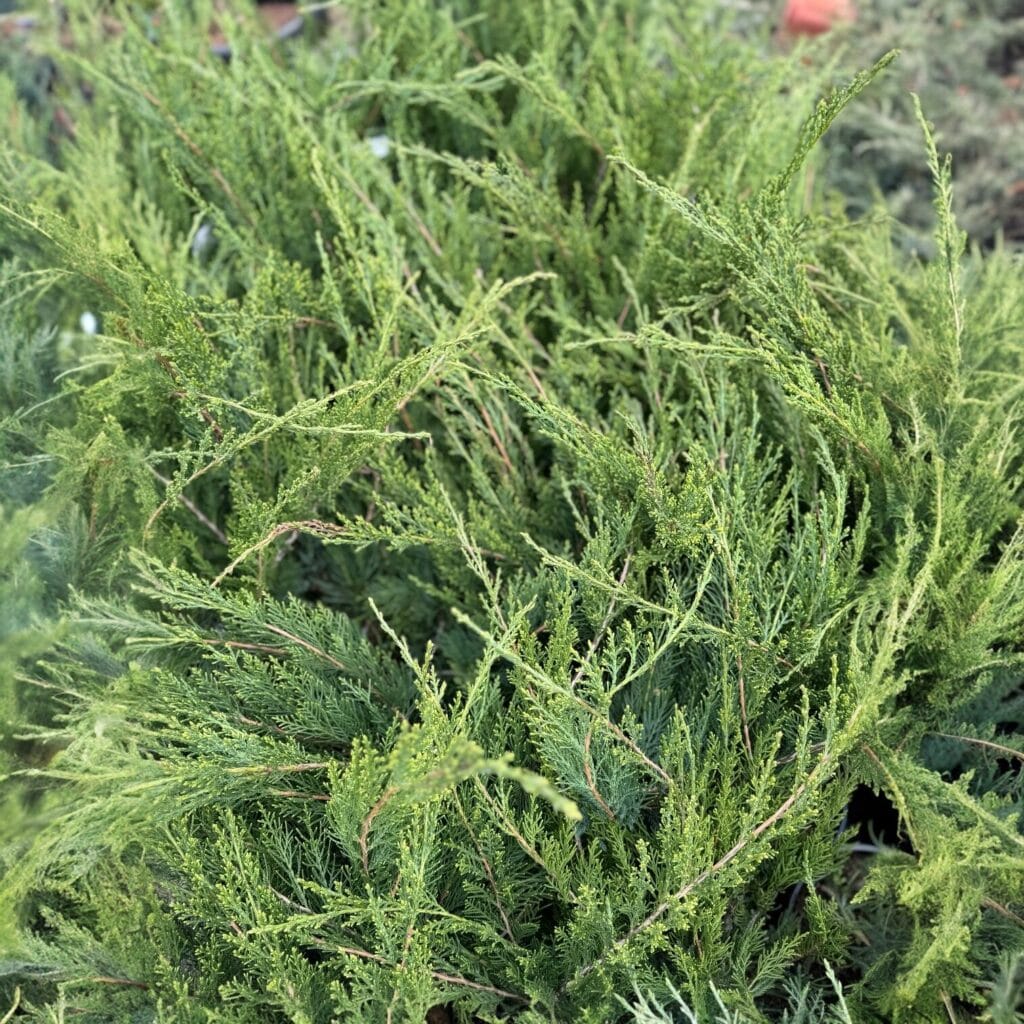 Zöld terülő boróka (juniperus × media ‘mint julep’)