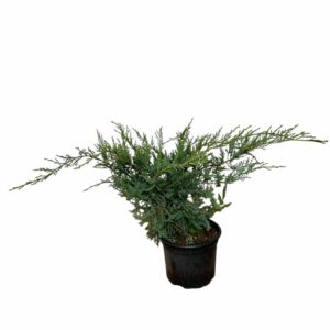 Törpe pfitzer boróka – JUNIPERUS MEDIA ‘PFITZERIANA COMPACTA’