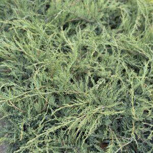 Törpe pfitzer boróka – JUNIPERUS MEDIA ‘PFITZERIANA COMPACTA’