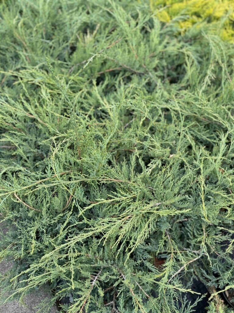 Törpe pfitzer boróka – JUNIPERUS MEDIA ‘PFITZERIANA COMPACTA’