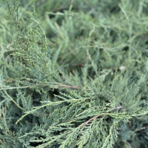 Törpe pfitzer boróka – JUNIPERUS MEDIA ‘PFITZERIANA COMPACTA’