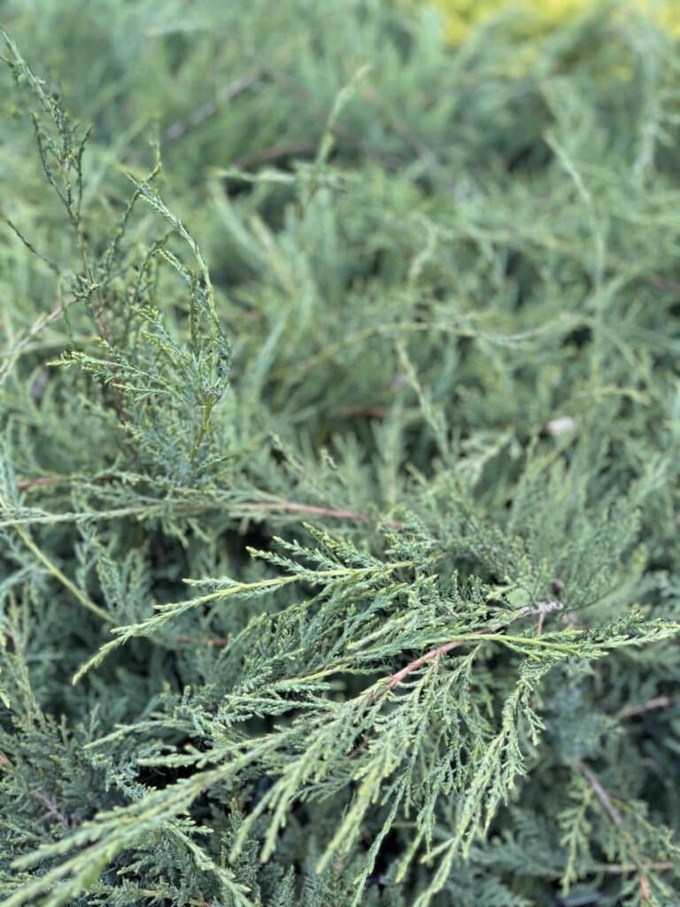 Törpe pfitzer boróka – JUNIPERUS MEDIA ‘PFITZERIANA COMPACTA’