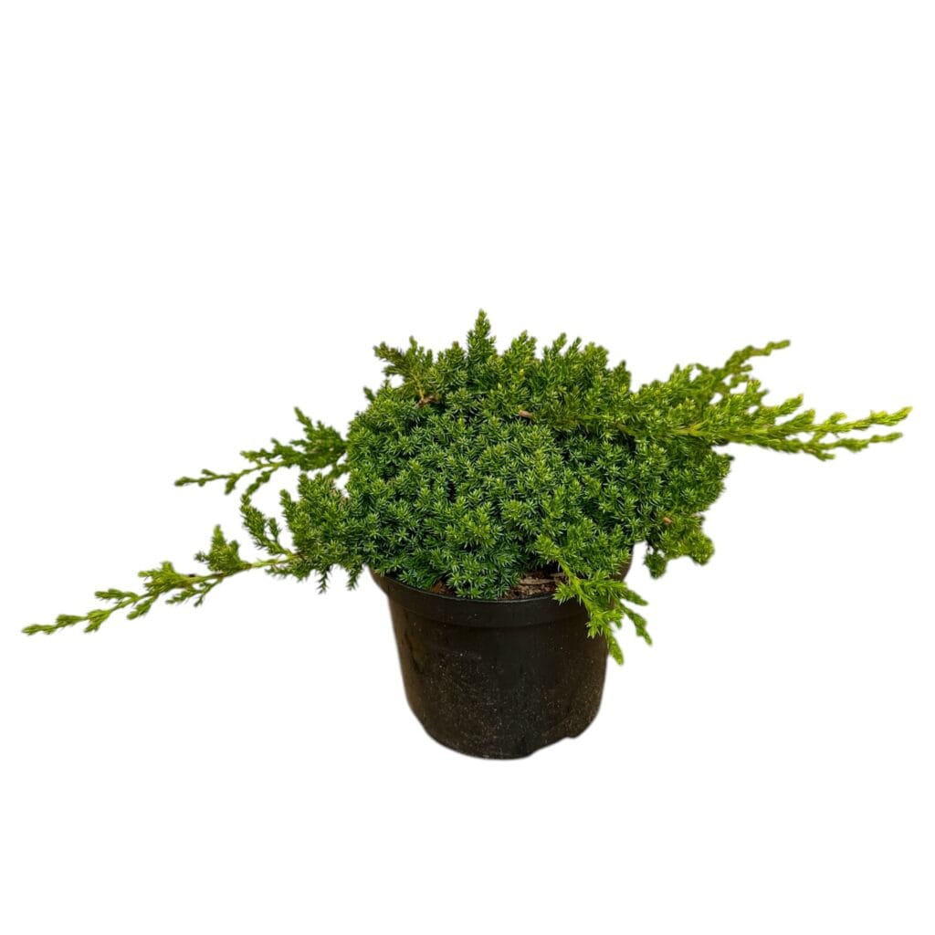 Törpe japán boróka (Junuperus procumbens ‘nana’)