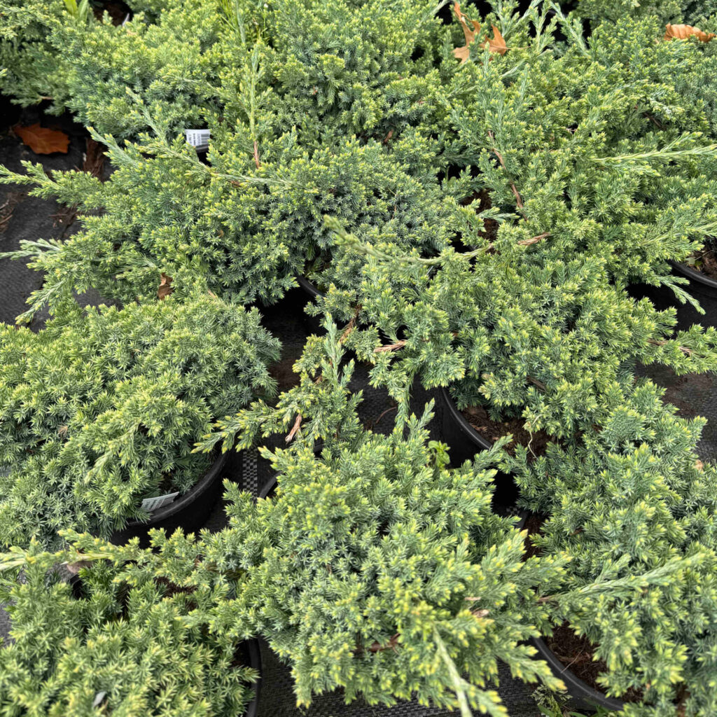 Törpe japán boróka (Junuperus procumbens ‘nana’)
