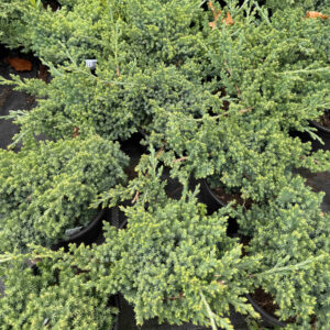 Törpe japán boróka (Junuperus procumbens ‘nana’)