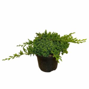 Törpe japán boróka (Junuperus procumbens ‘nana’)