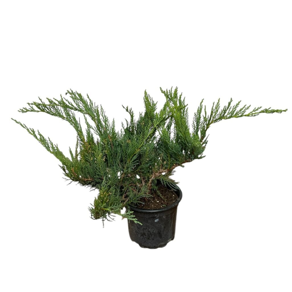 Terülő nehézszagú boróka (juniperus sabina ‘tamariscifolia’)