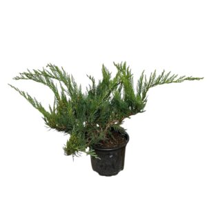 Terülő nehézszagú boróka (juniperus sabina ‘tamariscifolia’)