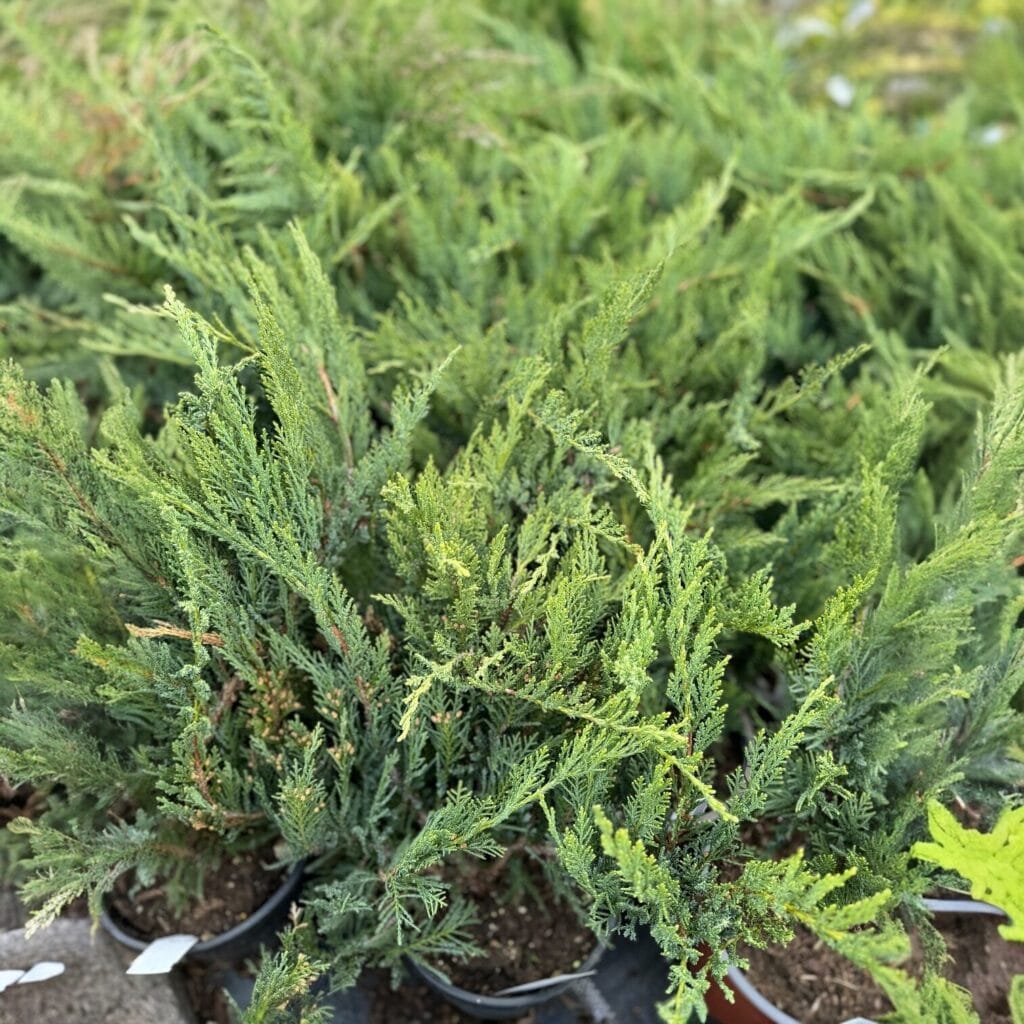 Terülő nehézszagú boróka (juniperus sabina ‘tamariscifolia’)