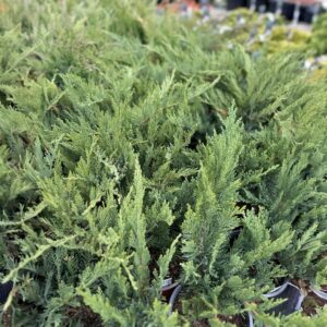 Terülő nehézszagú boróka (juniperus sabina ‘tamariscifolia’)