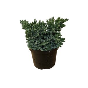 Kék csillag boróka – JUNIPERUS SQUAMATA ‘BLUE STAR’