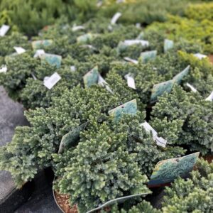 Kék csillag boróka – JUNIPERUS SQUAMATA ‘BLUE STAR’