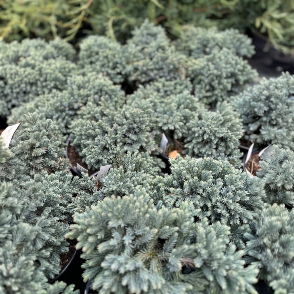 Kék csillag boróka – JUNIPERUS SQUAMATA ‘BLUE STAR’