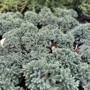 Kék csillag boróka – JUNIPERUS SQUAMATA ‘BLUE STAR’