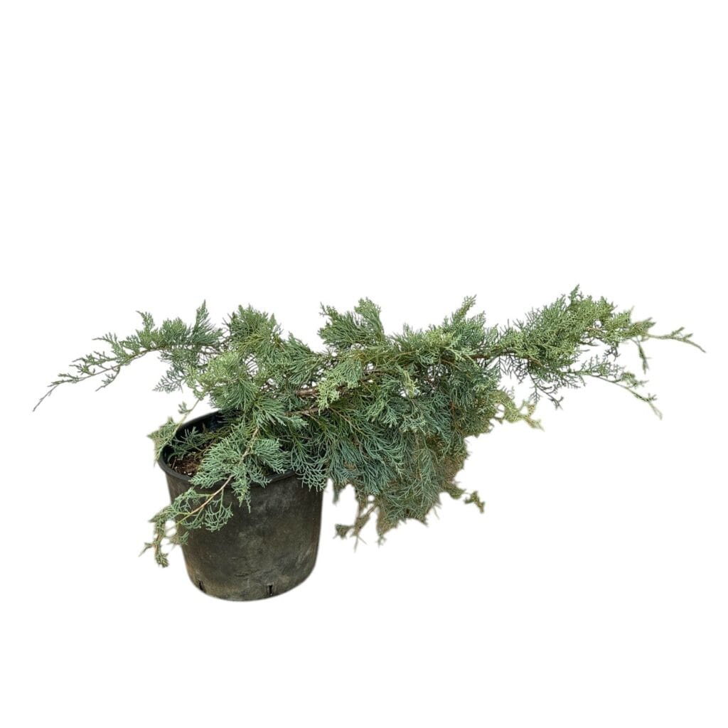 Szürke boróka (juniperus virginiana ‘grey owl’)