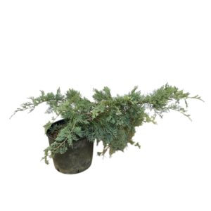 Szürke boróka (juniperus virginiana ‘grey owl’)