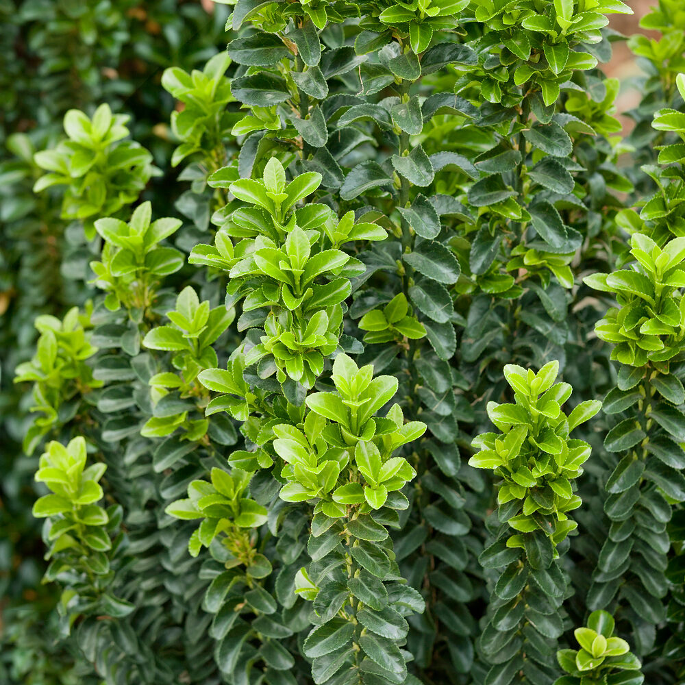 Japán kecskerágó (Euonymus japonicus ‘benkomasaki’)