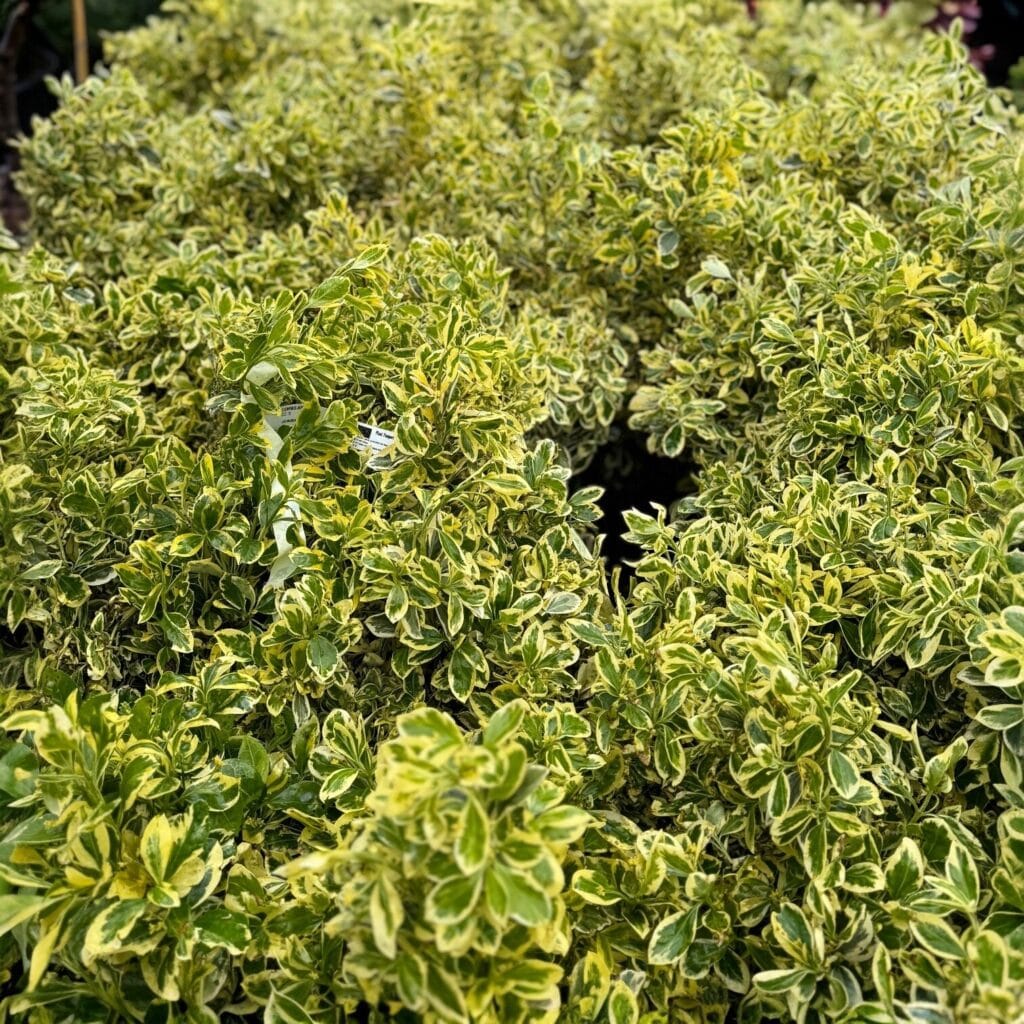 Tarka japán kecskerágó (gömb) (Euonymus japonicus ‘bravo’)