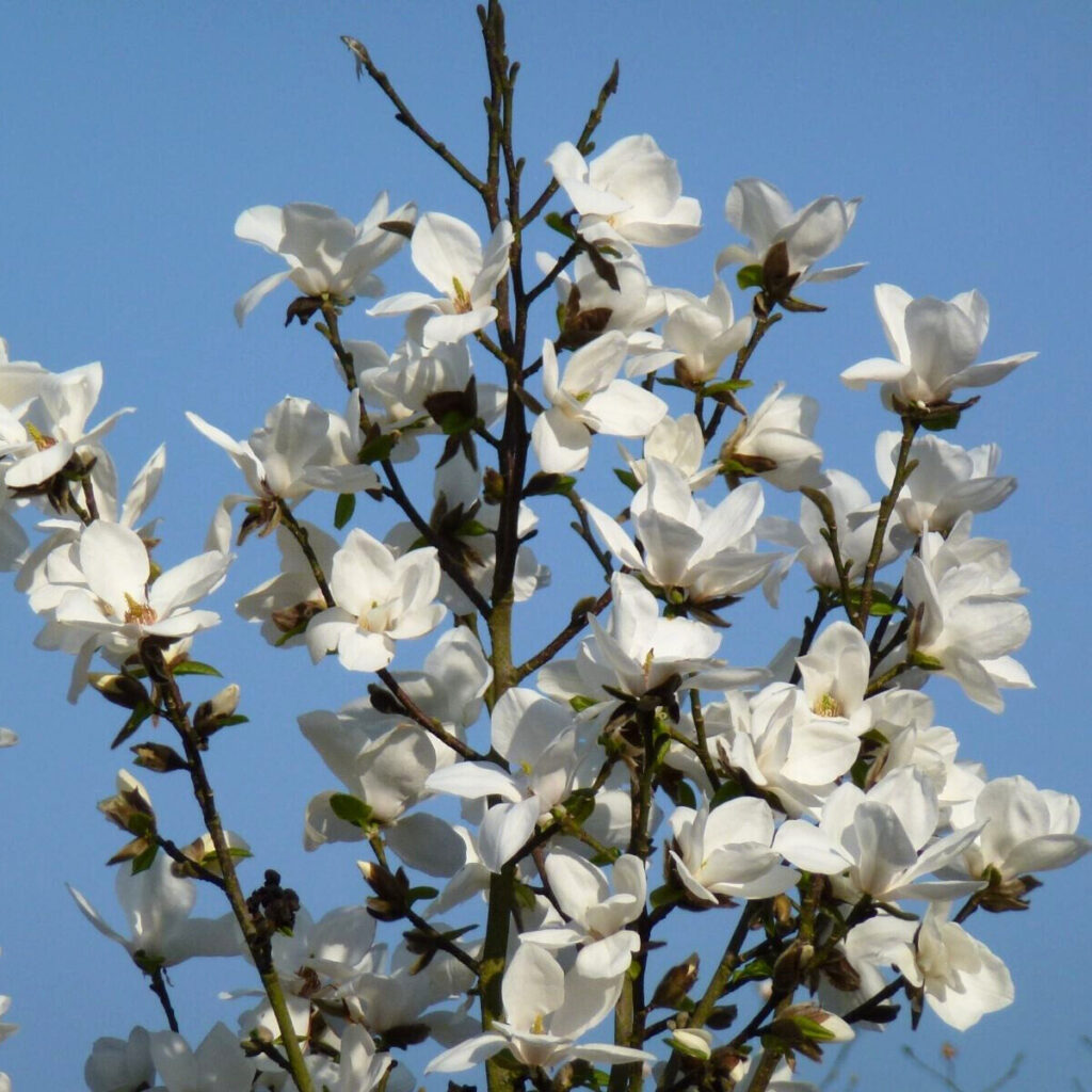 Japán liliomfa (Magnolia kobus ‘Isis’)