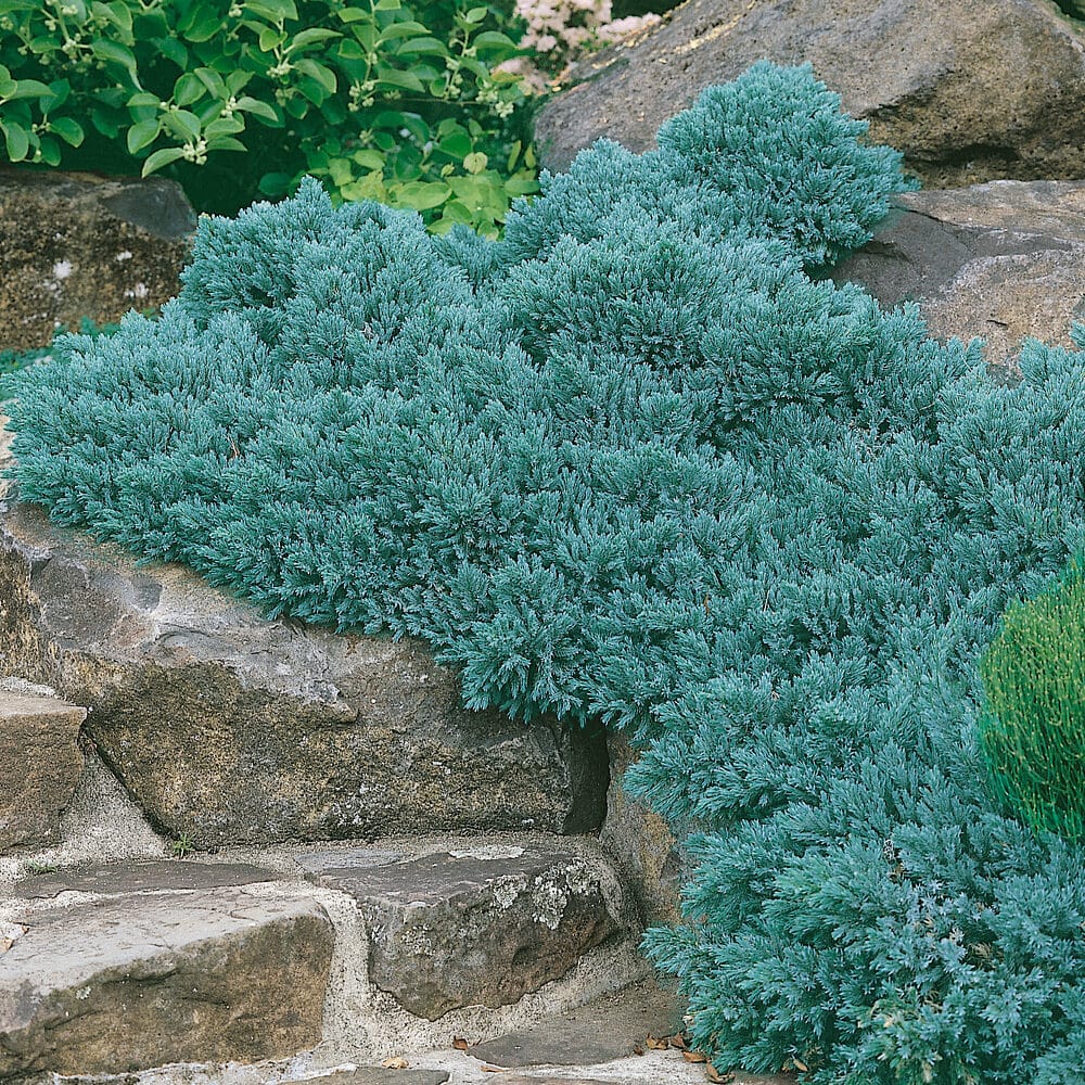 Kék csillag boróka – JUNIPERUS SQUAMATA ‘BLUE STAR’