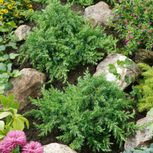 Közönséges boróka – Juniperus communis ‘greenmantle’
