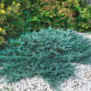 Kék terülő boróka (Juniperus horizontalis ‘blue chip’)
