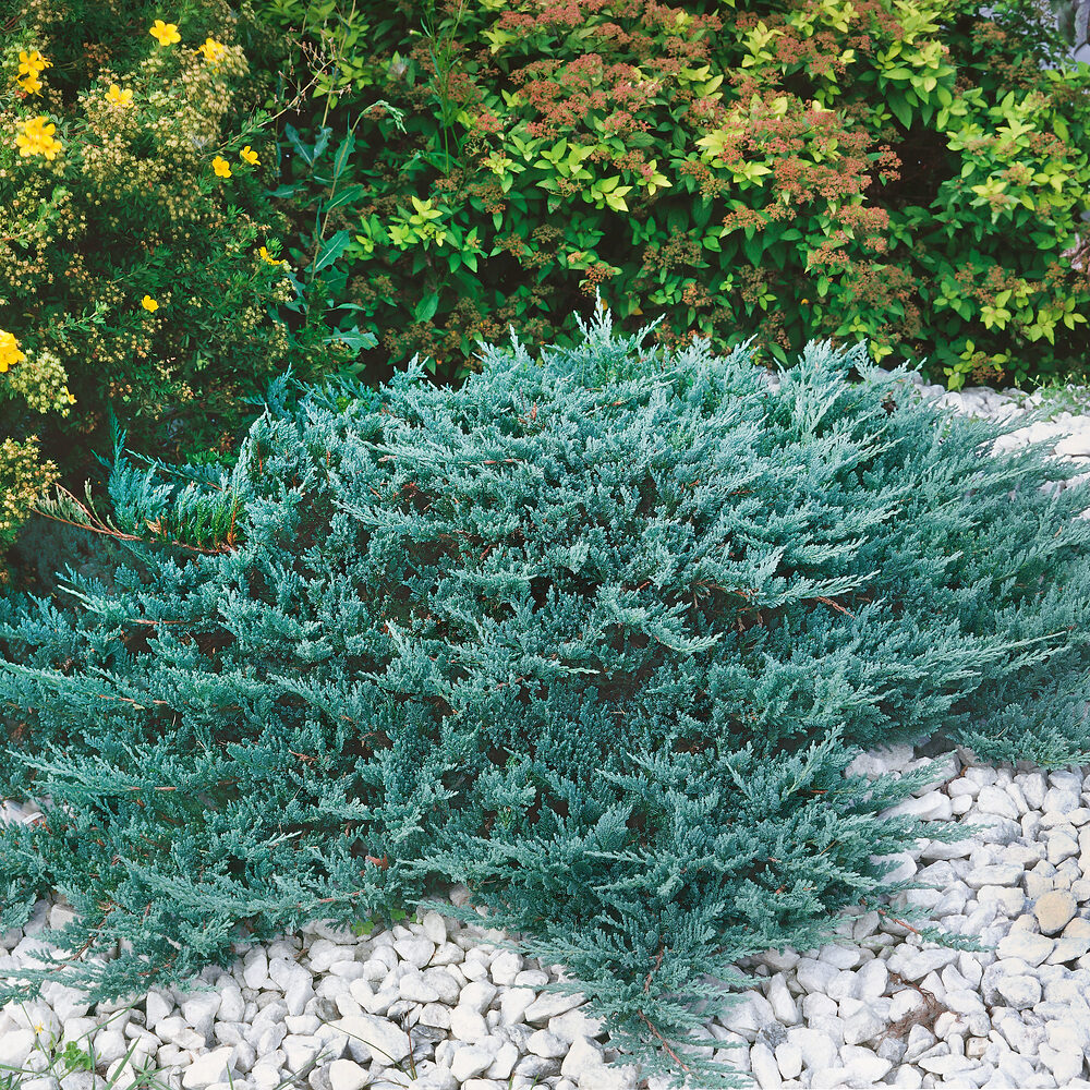 Kék terülő boróka (Juniperus horizontalis ‘blue chip’)