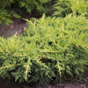 Arany csillag boróka – Juniperus media ‘gold star’