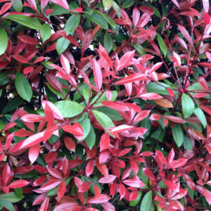 Korallberkenye (Photinia serrulata ‘Red Robin’)