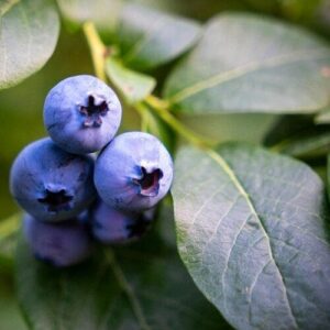 Kék áfonya (Vaccinium corymbosum ‘bluecrop’)