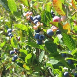 Kék áfonya (Vaccinium corymbosum ‘goldtraube’)