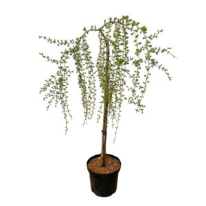 Csüngő európai vörösfenyő – LARIX DECIDUA ‘PULI’