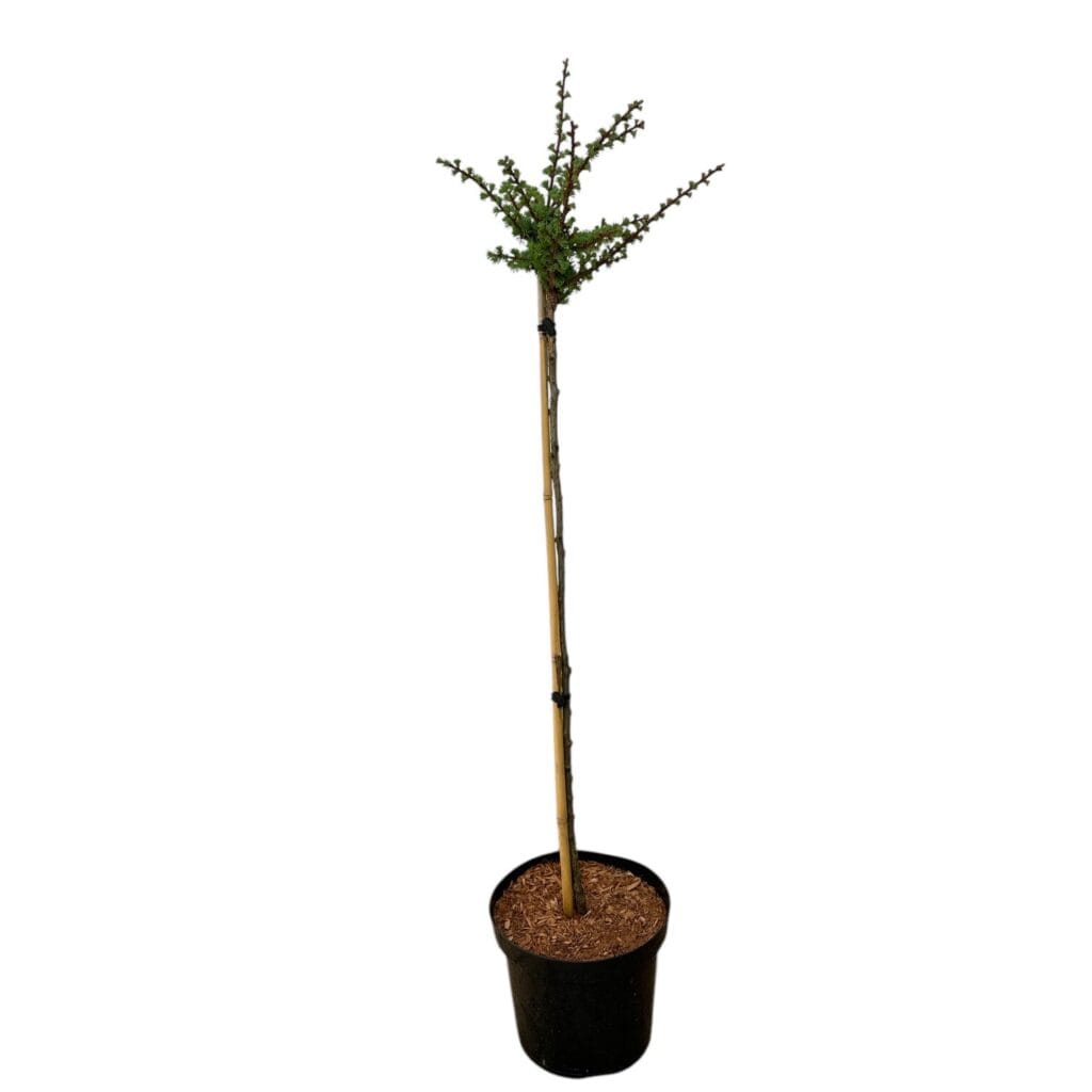 Arany japán vörösfenyő – LARIX KAEMPFERI ‘MAGIC GOLD’