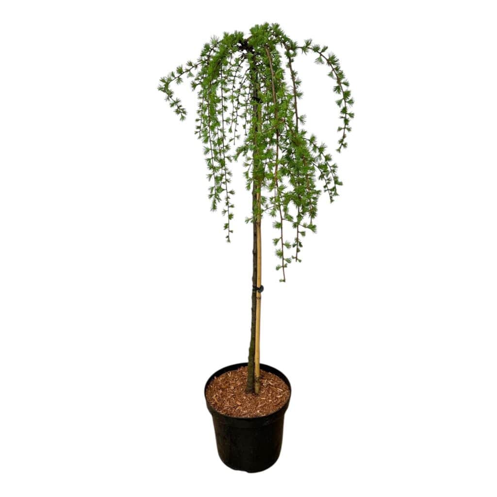 Csüngő japán vörösfenyő – LARIX KAEMPFERI ‘STIFF WEEPER’