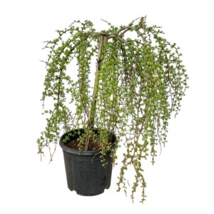 Csüngő japán vörösfenyő – LARIX KAEMPFERI ‘STIFF WEEPER’