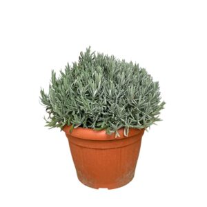 Keskenylevelű levendula (Lavandula angustifolia)