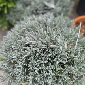 Keskenylevelű levendula (Lavandula angustifolia)