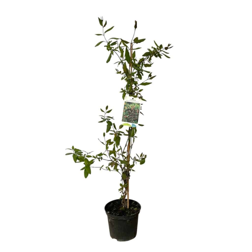 Skarlát lonc (lonicera brownii ‘Dropmore Scarlet’)
