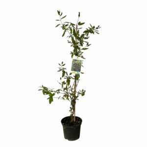 Skarlát lonc (lonicera brownii ‘Dropmore Scarlet’)