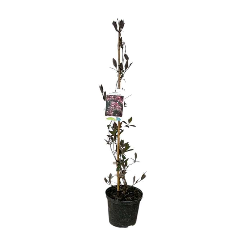 Kései illatos lonc (lonicera periclymenum ‘Serotina’)