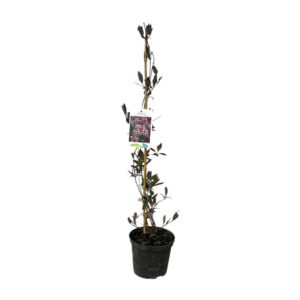 Kései illatos lonc (lonicera periclymenum ‘Serotina’)