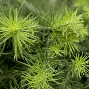 Arany japán vörösfenyő – LARIX KAEMPFERI ‘MAGIC GOLD’