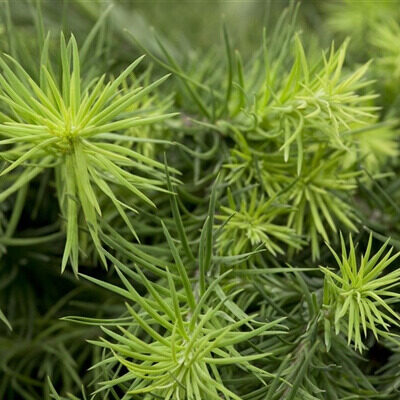Arany japán vörösfenyő – LARIX KAEMPFERI ‘MAGIC GOLD’