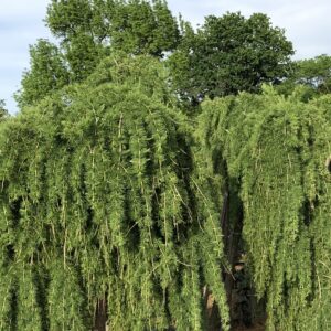 Csüngő európai vörösfenyő – LARIX DECIDUA ‘PULI’