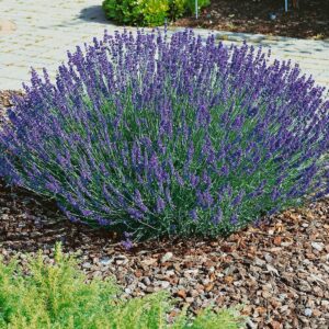 Keskenylevelű levendula (Lavandula angustifolia ‘Hidcote Blue’)