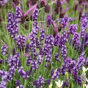 Keskenylevelű levendula (Lavandula angustifolia ‘Hidcote Blue’)
