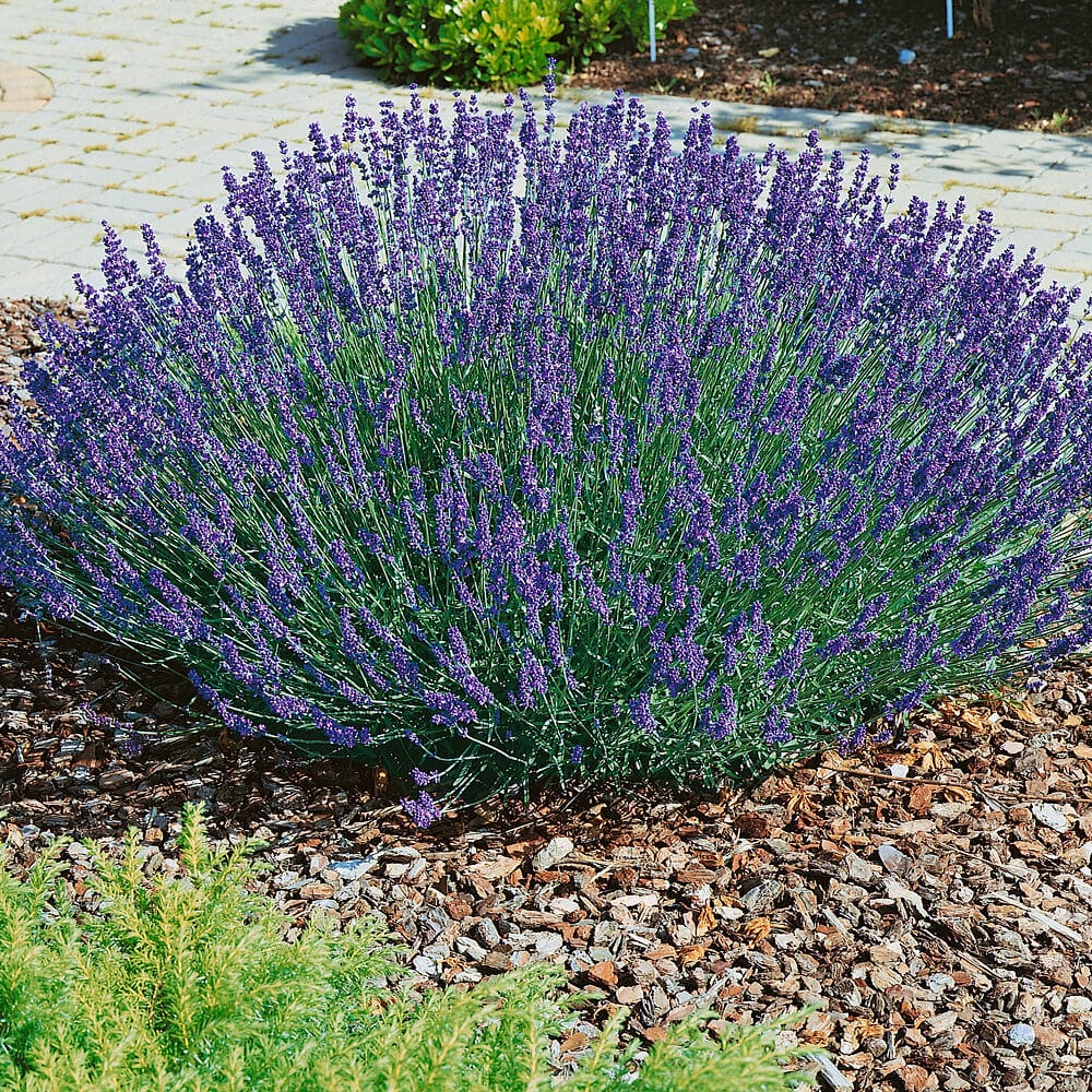 Keskenylevelű levendula (Lavandula angustifolia ‘Hidcote Blue’)