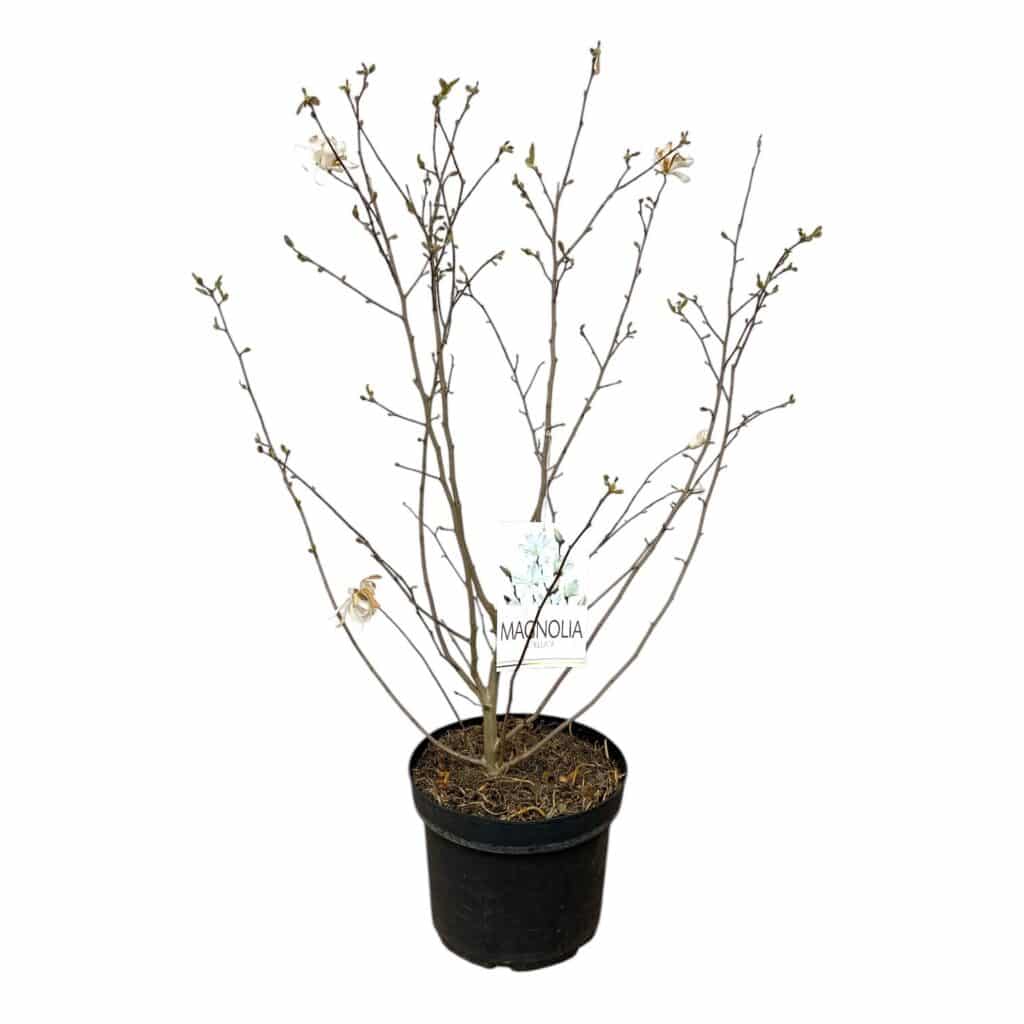 Csillagvirágú liliomfa (Magnolia stellata)