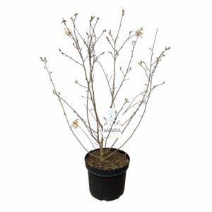 Csillagvirágú liliomfa (Magnolia stellata)