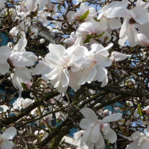 Csillagvirágú liliomfa (Magnolia stellata)